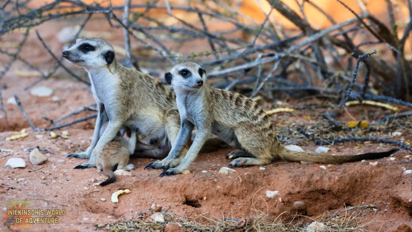 Meercat family