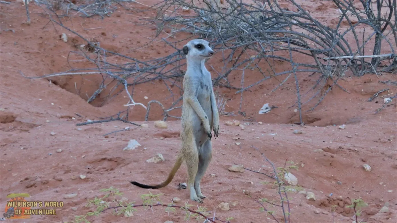 Meercat sentinel