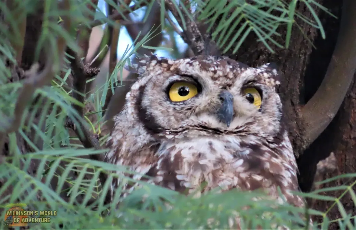 Spotted Eagle Owl 2