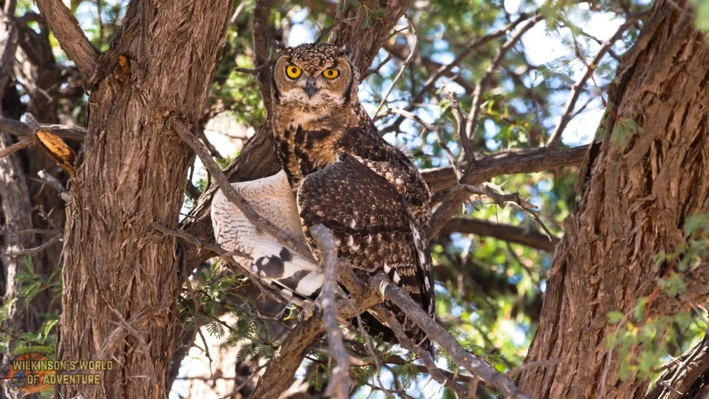 Spotted Eagle Owl