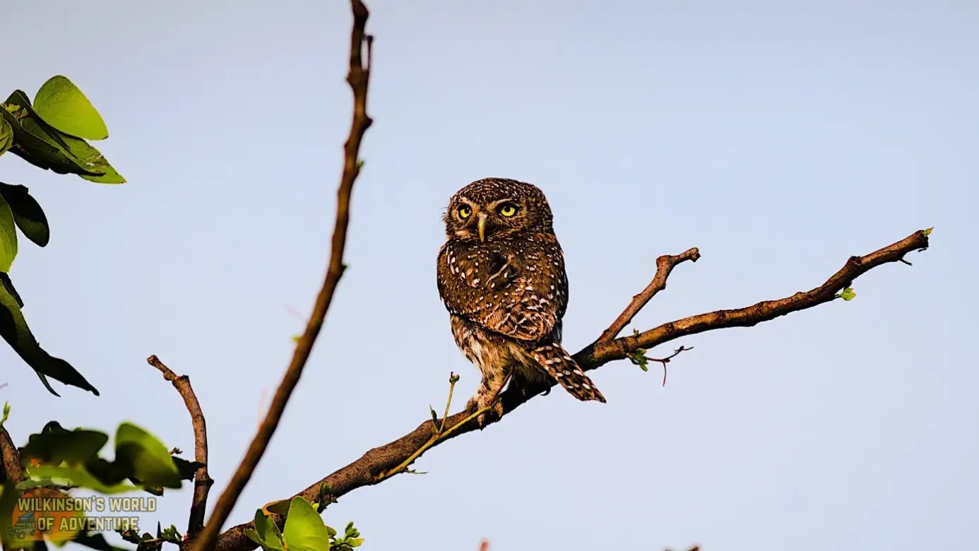 Pearl-spotted Owlet