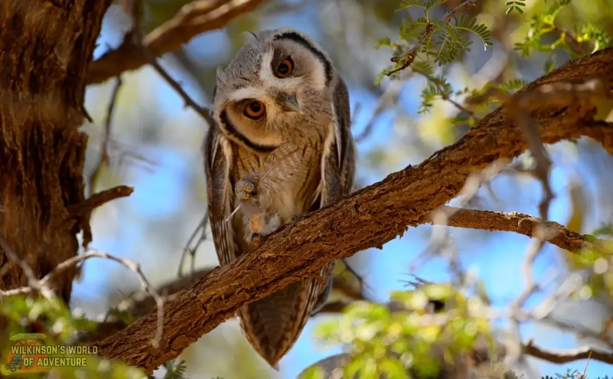 Southern White-faced-Owl