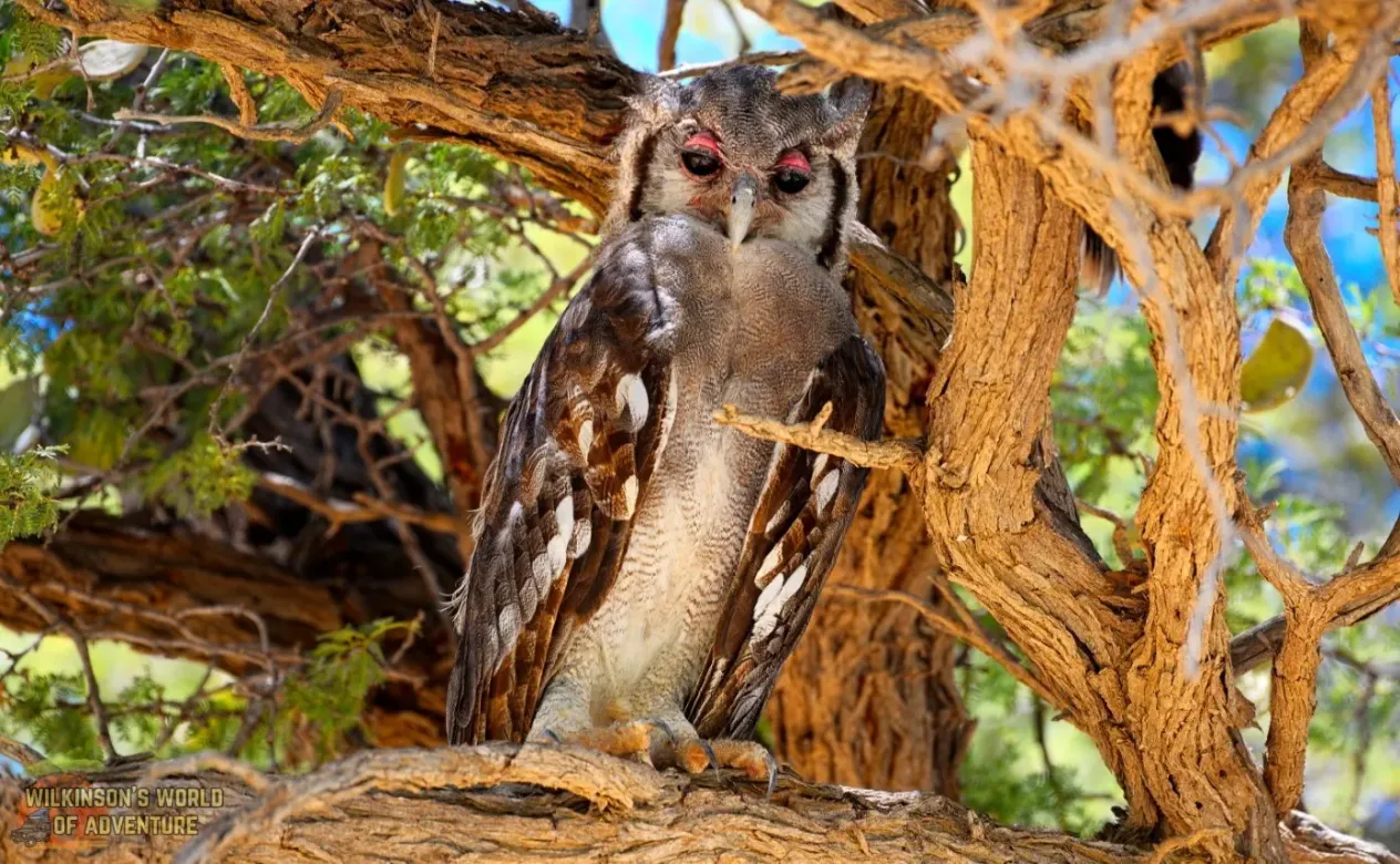 Verreauxs Eagle Owl