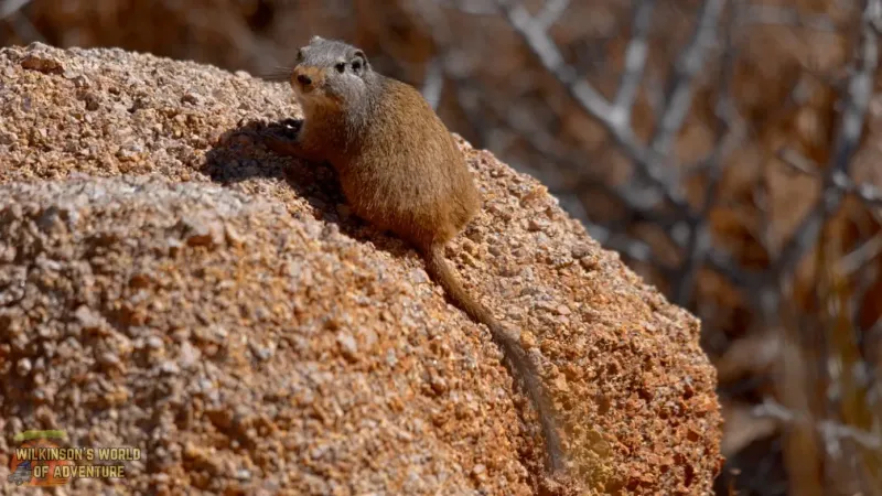 Dassie Rat