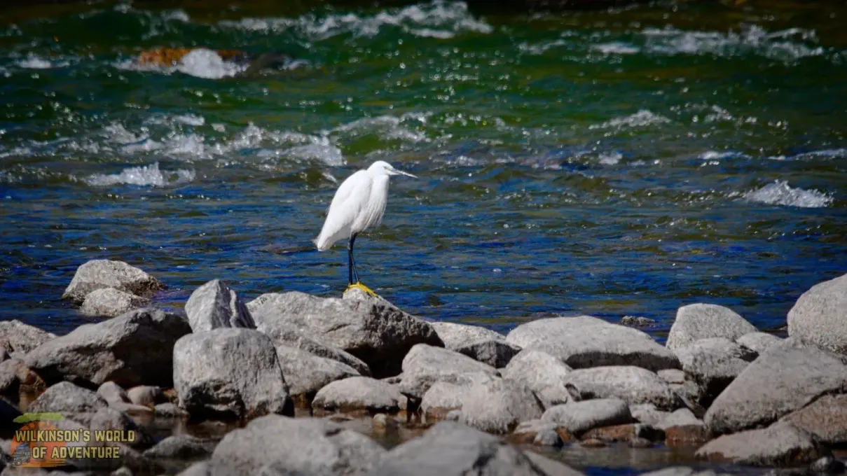 Little Egret