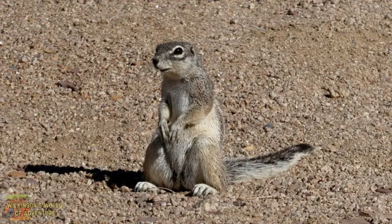 Squirrel Visitor