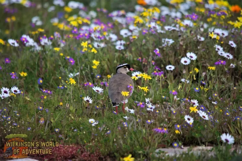 Crowned Lapwing