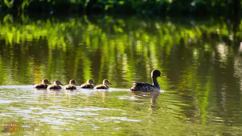Yellow-billed Duck