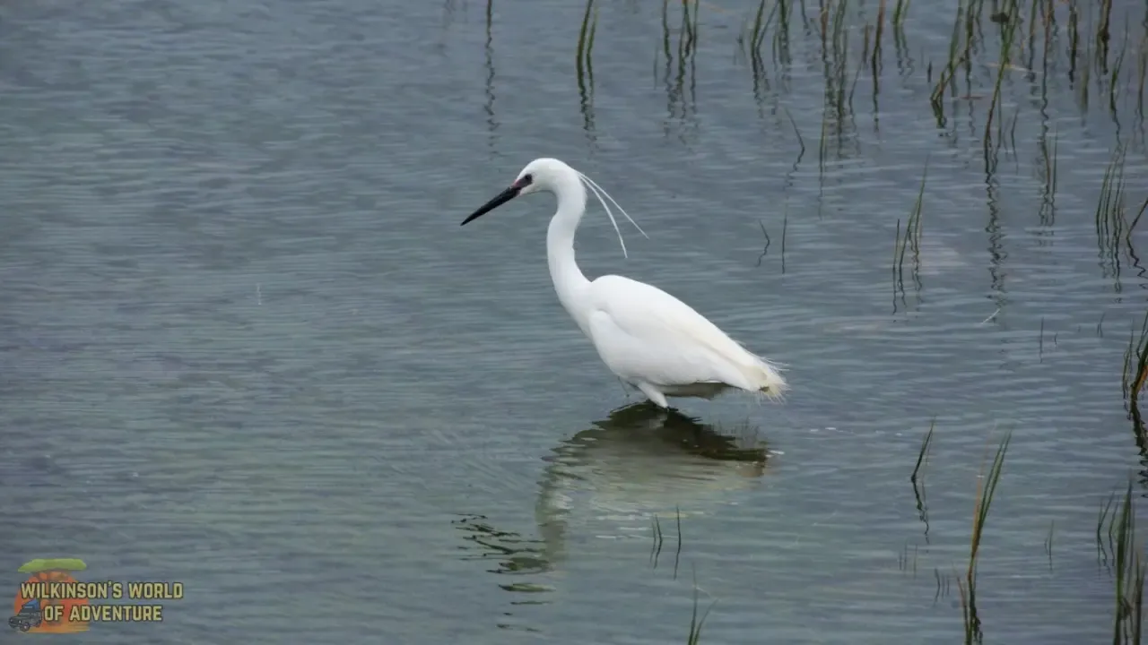 Little egret