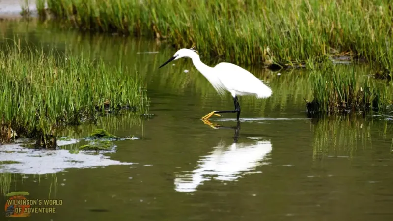 Little Egret