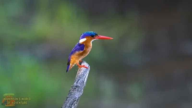 Malachite Kingfisher