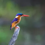 Malachite Kingfisher