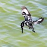 Pied kingfisher