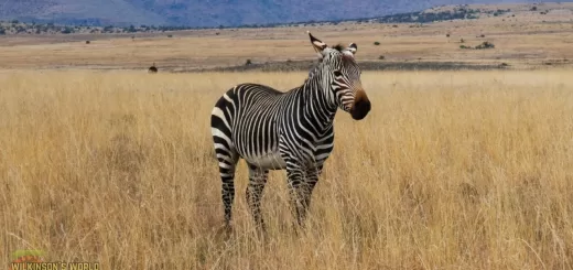 Cape mountain zebra